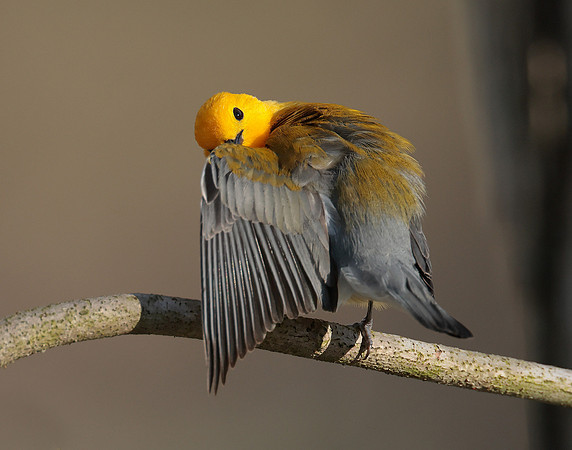 Prothonotory Warbler Protonotaria citrea