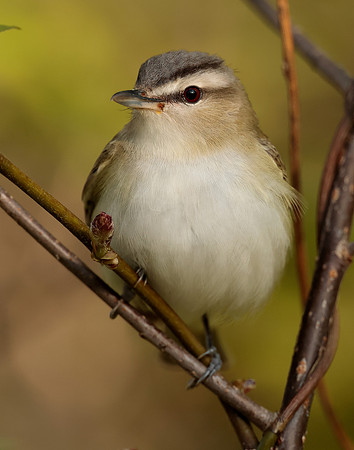 Red-eyed Vireo Vireo olivaceus