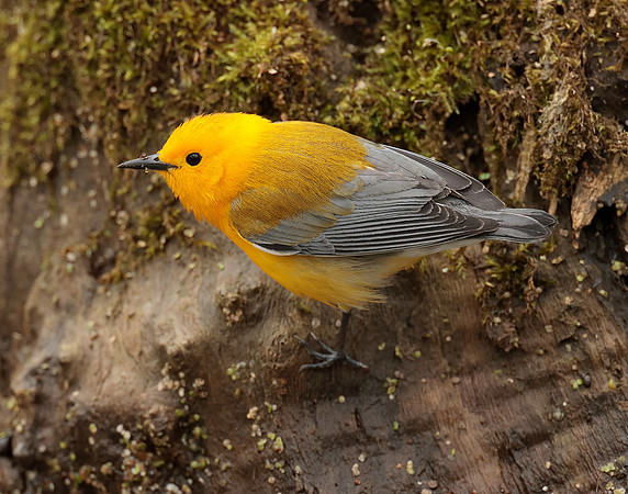Prothonotory Warbler Protonotaria citrea