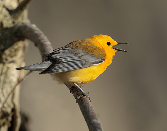 Prothonotory Warbler Protonotaria citrea