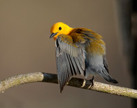 Prothonotory Warbler Protonotaria citrea