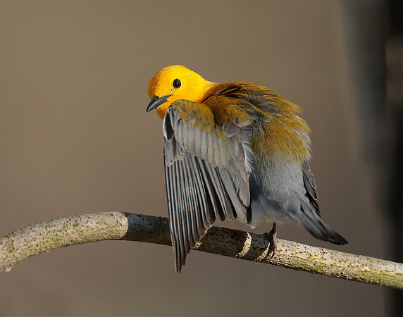 Prothonotory Warbler Protonotaria citrea