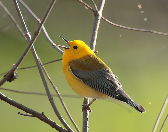Prothonotory Warbler Protonotaria citrea