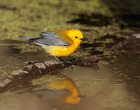 Prothonotory Warbler Protonotaria citrea