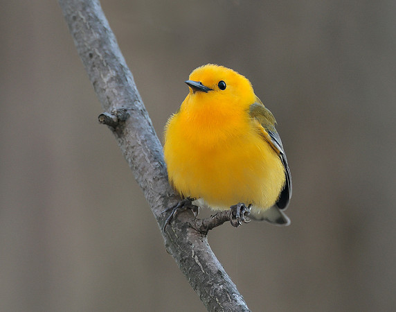 Prothonotory Warbler Protonotaria citrea