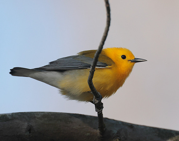 Prothonotory Warbler Protonotaria citrea