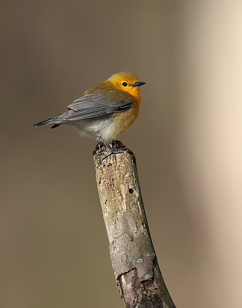 Prothonotory Warbler Protonotaria citrea