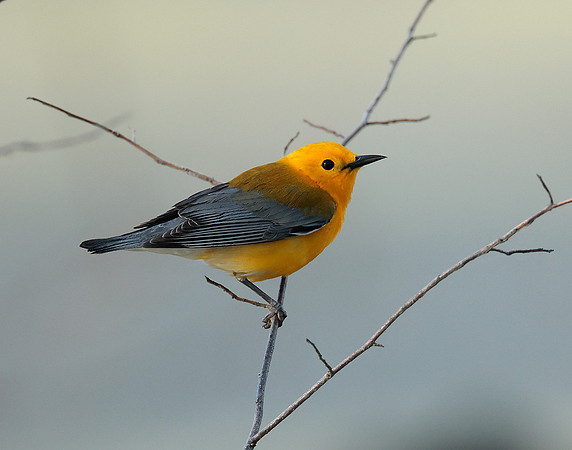 Prothonotory Warbler Protonotaria citrea