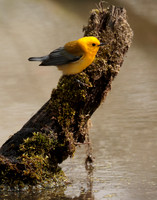 Prothonotory Warbler Protonotaria citrea
