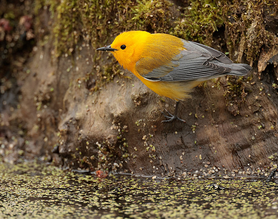 Prothonotory Warbler Protonotaria citrea