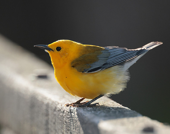 Prothonotory Warbler Protonotaria citrea
