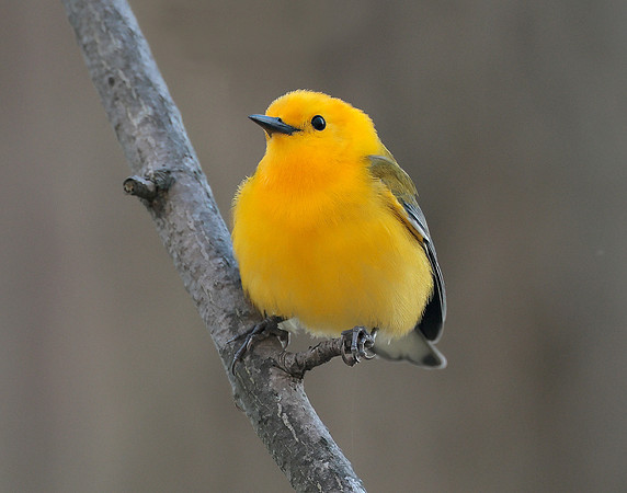 Prothonotory Warbler Protonotaria citrea