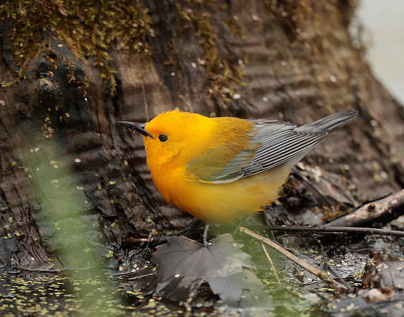Prothonotory Warbler Protonotaria citrea