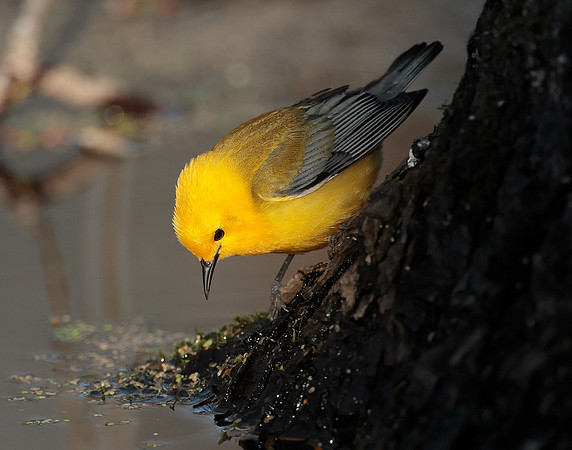 Prothonotory Warbler Protonotaria citrea