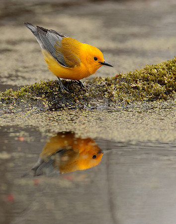 Prothonotory Warbler Protonotaria citrea