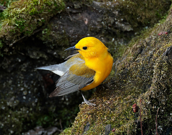 Prothonotory Warbler Protonotaria citrea