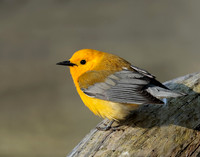 Prothonotory Warbler Protonotaria citrea