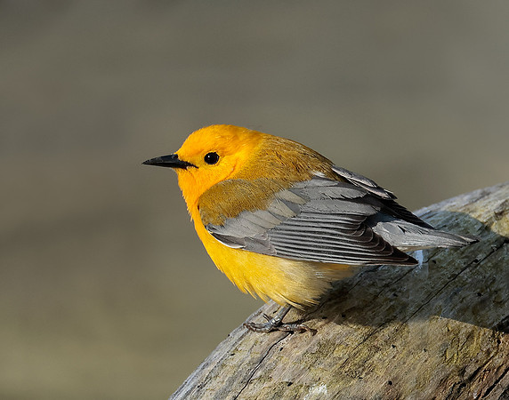 Prothonotory Warbler Protonotaria citrea