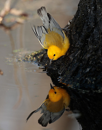 Prothonotory Warbler Protonotaria citrea