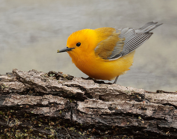 Prothonotory Warbler Protonotaria citrea