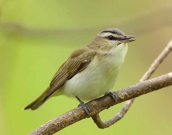 Red-eyed Vireo Vireo olivaceus