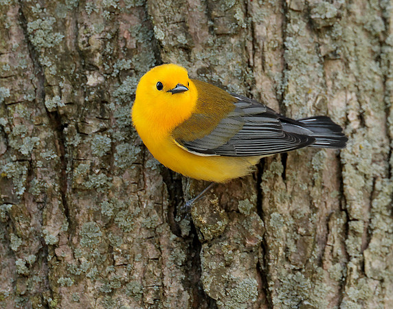 Prothonotory Warbler Protonotaria citrea