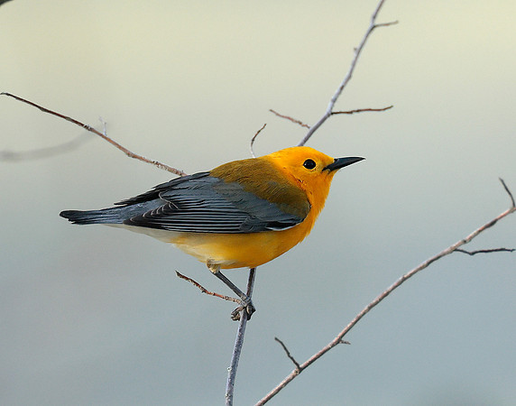 Prothonotory Warbler Protonotaria citrea