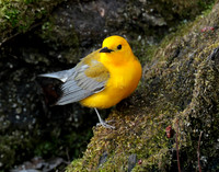 Prothonotory Warbler Protonotaria citrea