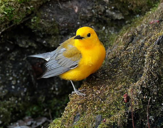 Prothonotory Warbler Protonotaria citrea