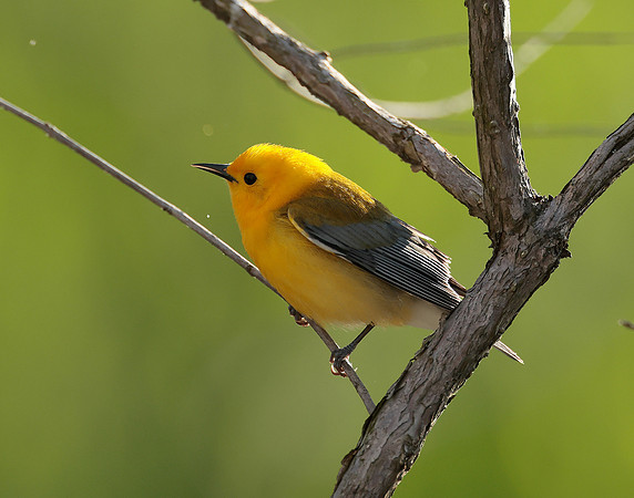 Prothonotory Warbler Protonotaria citrea
