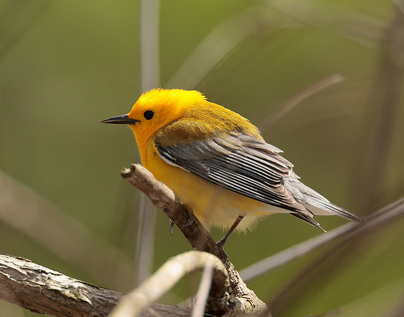 Prothonotory Warbler Protonotaria citrea