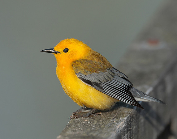 Prothonotory Warbler Protonotaria citrea