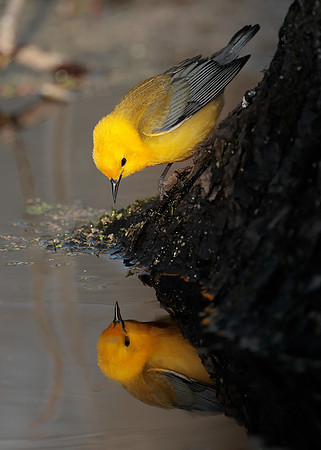 Prothonotory Warbler Protonotaria citrea