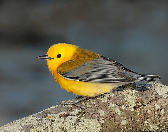 Prothonotory Warbler Protonotaria citrea