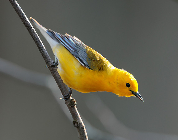 Prothonotory Warbler Protonotaria citrea