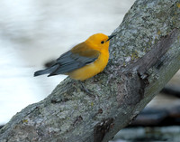 Prothonotory Warbler Protonotaria citrea