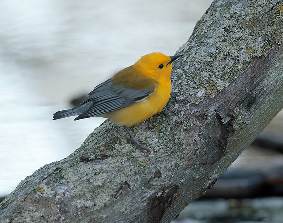 Prothonotory Warbler Protonotaria citrea