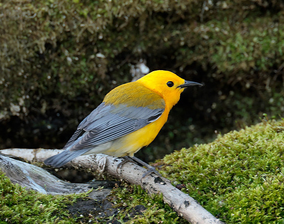 Prothonotory Warbler Protonotaria citrea