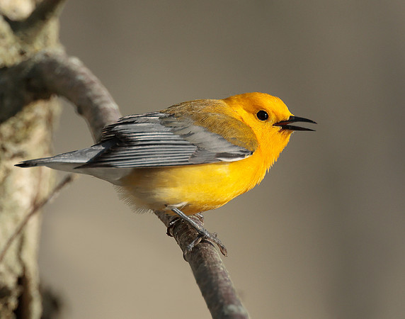 Prothonotory Warbler Protonotaria citrea