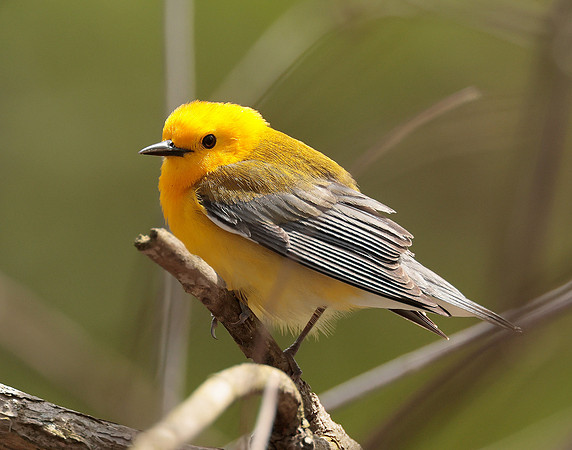 Prothonotory Warbler Protonotaria citrea