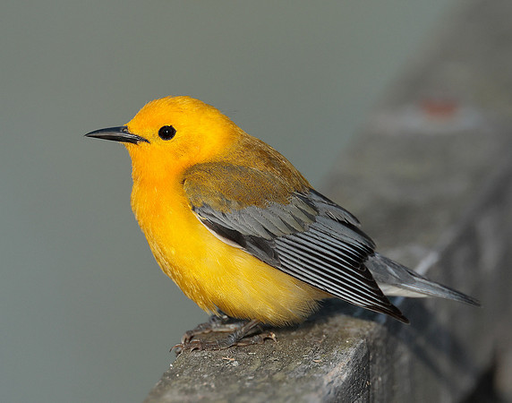 Prothonotory Warbler Protonotaria citrea