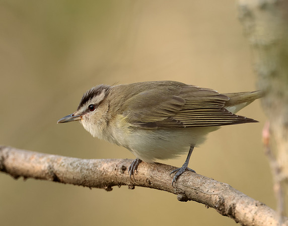 Red-eyed Vireo Vireo olivaceus