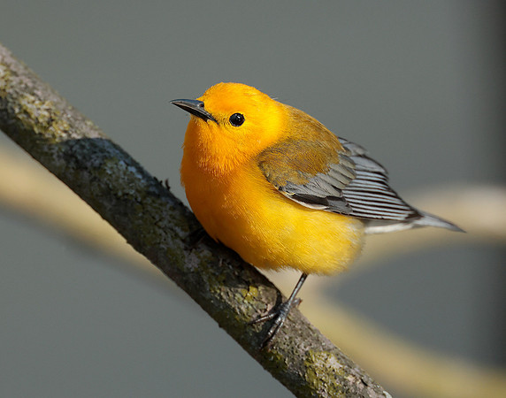 Prothonotory Warbler Protonotaria citrea
