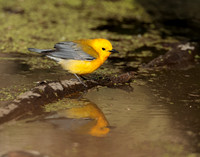Prothonotory Warbler Protonotaria citrea