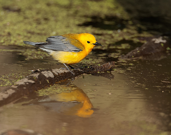 Prothonotory Warbler Protonotaria citrea
