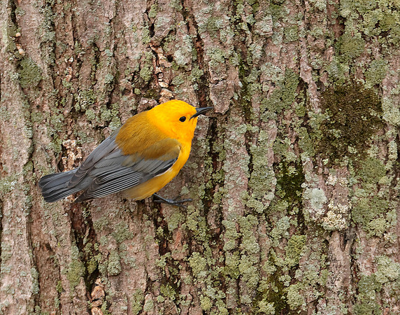 Prothonotory Warbler Protonotaria citrea