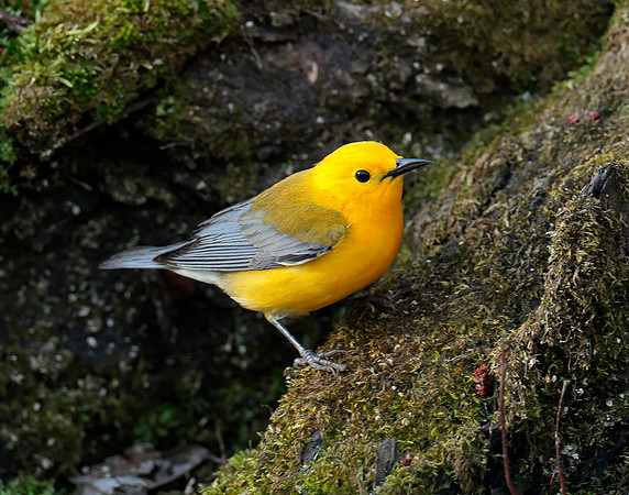 Prothonotory Warbler Protonotaria citrea