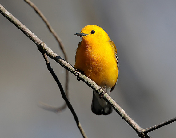 Prothonotory Warbler Protonotaria citrea