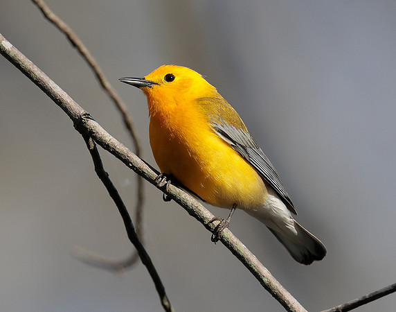 Prothonotory Warbler Protonotaria citrea