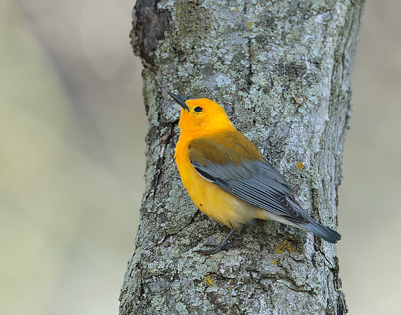 Prothonotory Warbler Protonotaria citrea